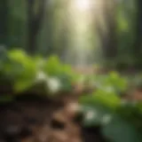 Sunlight filtering through leaves representing peace