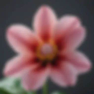 A close-up of a delicate flower symbolizing mindfulness