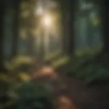 Serene forest landscape with sunlight filtering through trees