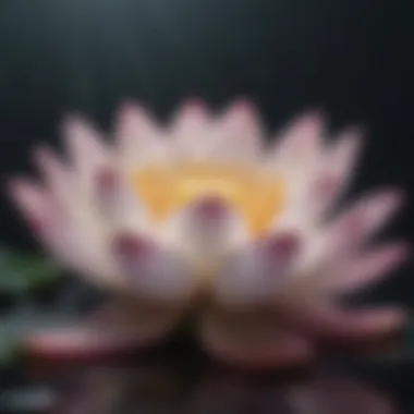 A close-up of a lotus flower symbolizing compassion