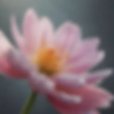 Bloom of Renewal A close-up of a blooming flower representing change and renewal