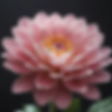 A close-up of a blooming flower symbolizing appreciation