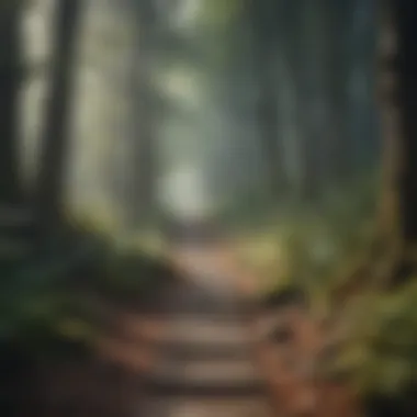 A path leading through a dense forest, representing the journey of self-discovery.
