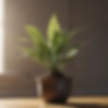 A close-up of a plant thriving in sunlight