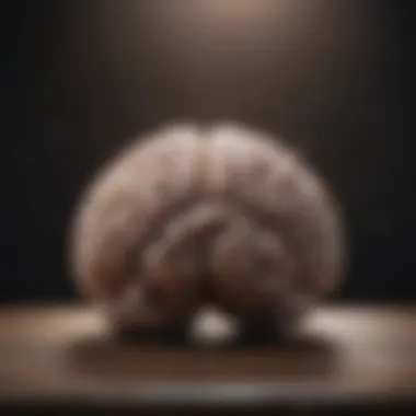 Brain Activity During Meditation Visualization of brain activity during meditation